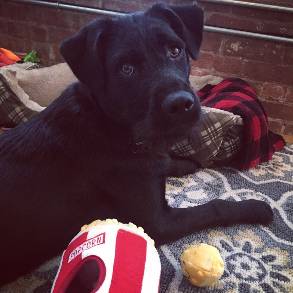 Meet your Posher, Hannah